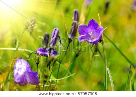 Carpathians Bells