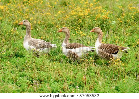 Gooses On Grass
