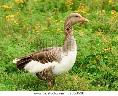 Gooses On Grass