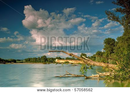 Fallen Tree On The River