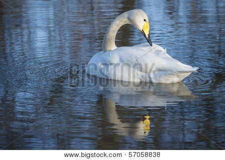 Whooper Swan