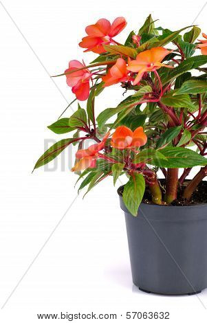 Balsamine