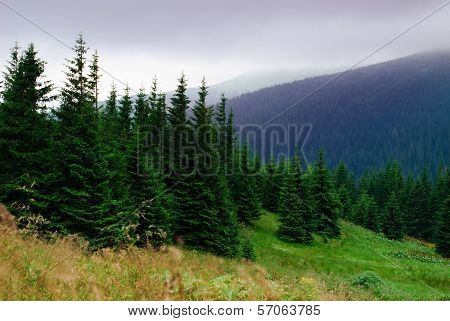 Pine Forest