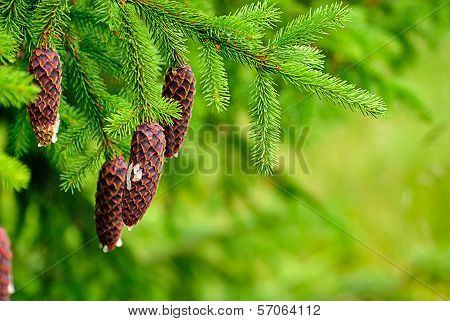 Cones On Pine