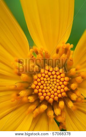 Dahlberg Daisy