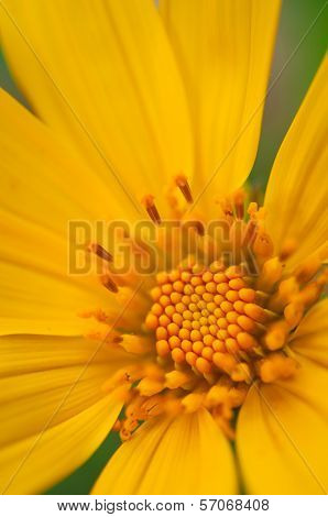 Dahlberg Daisy