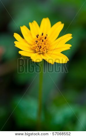 Dahlberg Daisy