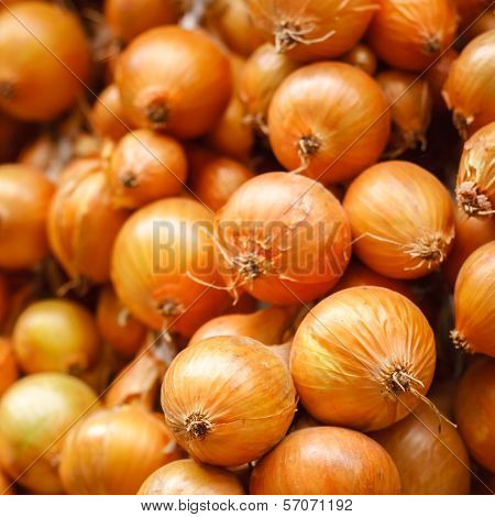 Harvest Of The Vegetables