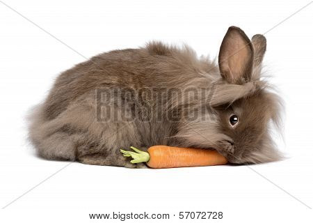 Cute Chocolate Lionhead Bunny Rabbit Is Eating A Carrot