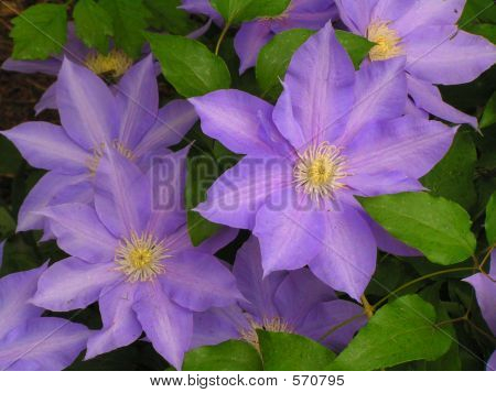 Clematis blomst Blossoms
