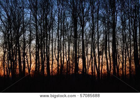 Sunset In The Woods Autumn Forest