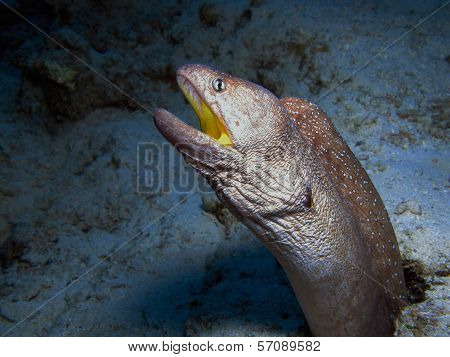 Yellow mouth moray
