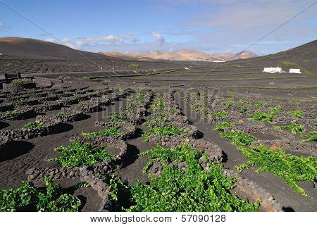 Lanzarote