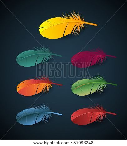 vector colorful feathers of sprind bird