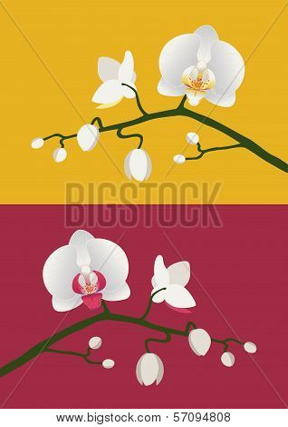 Orchid Branch