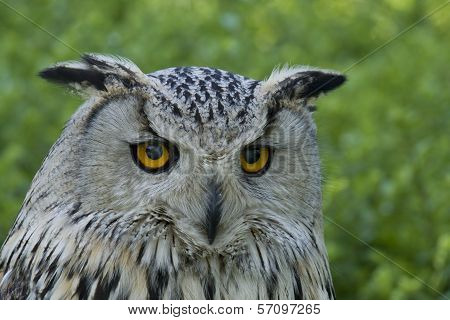 Bird portrait