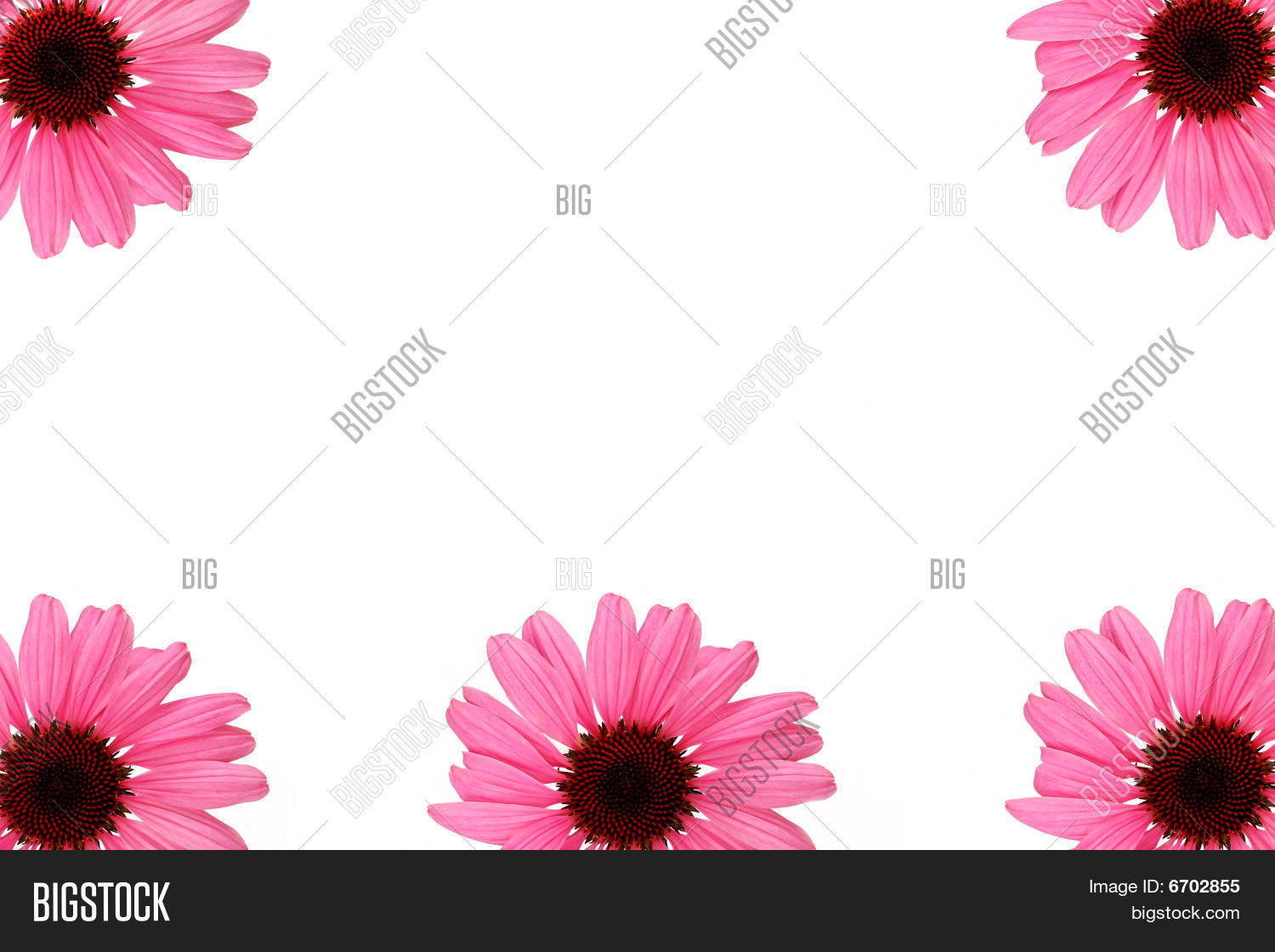 Gerbera Daisy Border Image & Photo (Free Trial) Bigstock