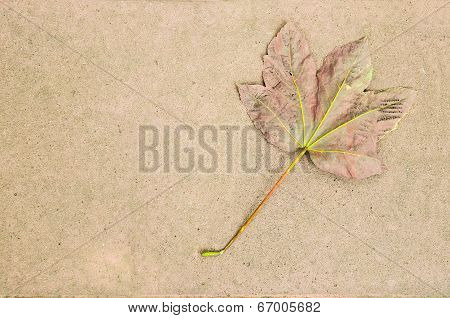 Dead Leaf