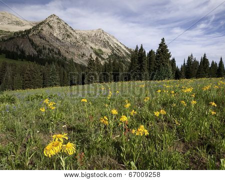 East Beckwith Mountain by Kebler Pass