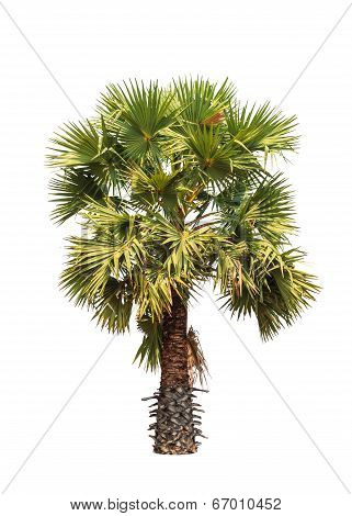 Borassus Flabellifer, Known By Several Common Names, Including Asian Palmyra Palm, Toddy Palm, Sugar