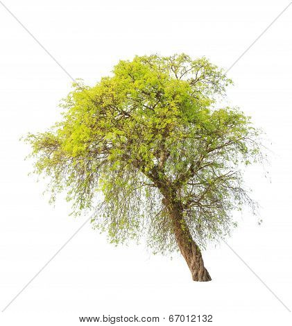 Tamarind Tree (tamarindus Indica) Tropical Tree In The Northeast Of Thailand Isolated On White Backg