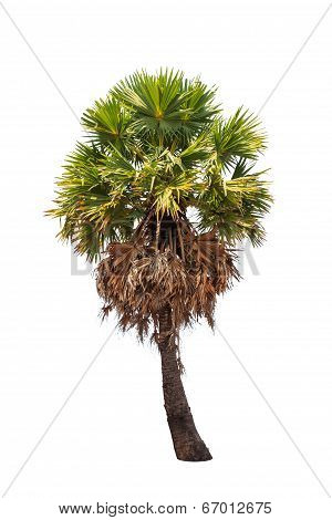 Borassus Flabellifer, Known By Several Common Names, Including Asian Palmyra Palm, Toddy Palm, Sugar