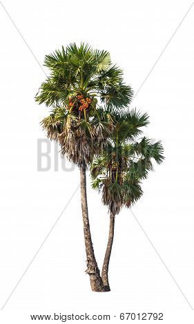 Two Borassus Flabellifer Trees, Known By Several Common Names, Including Asian Palmyra Palm, Toddy P