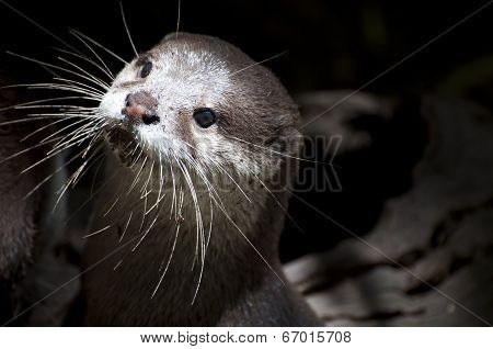 Otter