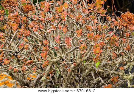 Green Succulent Flower