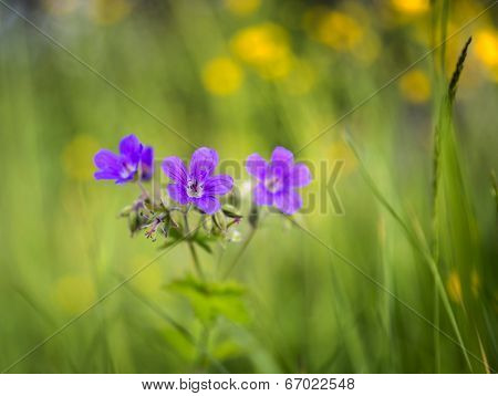 Wood Cranesbill