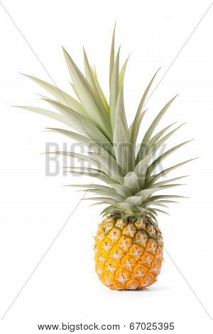 Pineapple Tropical Fruit Or Ananas
