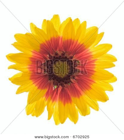 Gaillardia