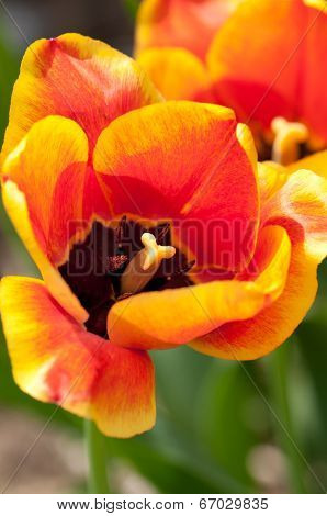 tulips