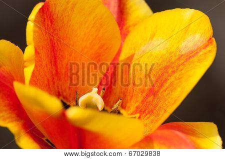 tulip