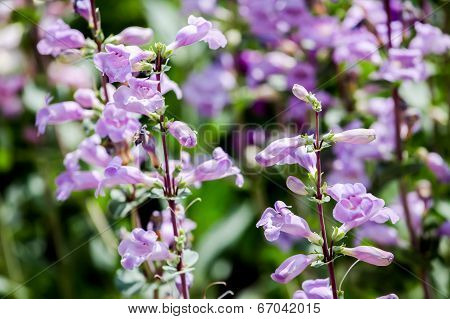 Pikes Peak Purple (penstemon Mexicali)