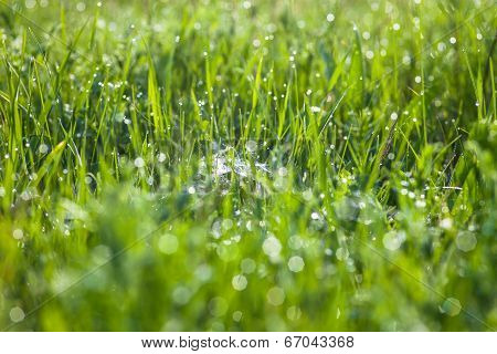 Green Grass And Spider's Web With Dew Drops Shining In The Sun