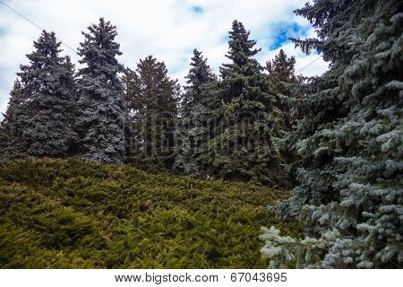 Landscape With Blue Spruces And Juniper Bushes
