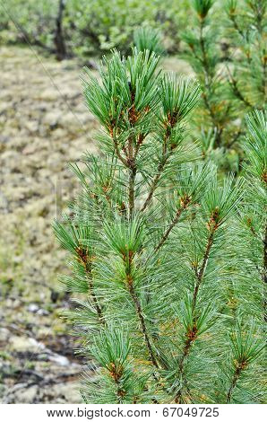 Siberian Dwarf Pine In Yakutian Taiga.