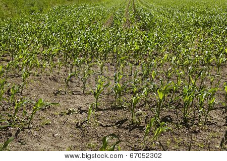 Field Of Young Corn Plants