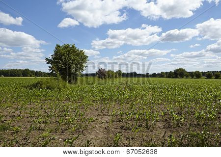 Field Of Young Corn Plants And Bushes With A Blue Sky And White Clouds