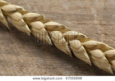 Dried spelt close up