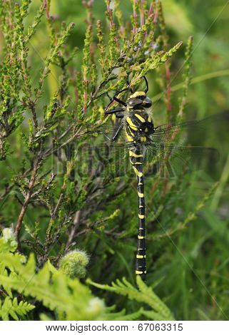 Golden-ringed Dragonfly