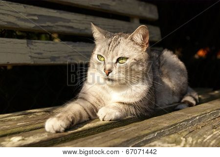 Cat lying on the garden bench