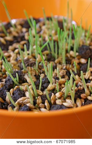 Wheat germination