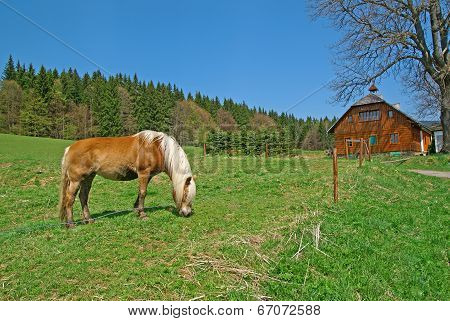 Horse, meadow, cottage