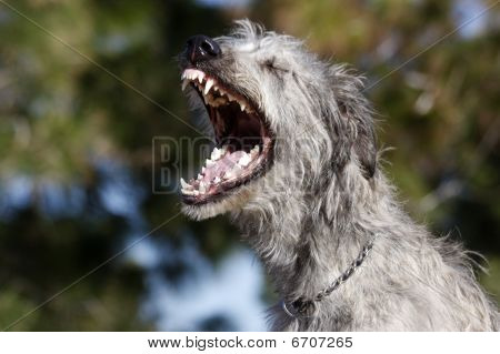 นาย Wolfhound ไอริช
