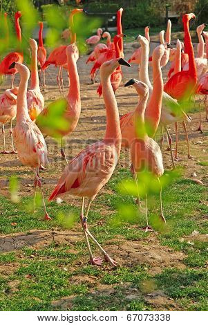 Flamingos