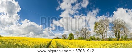 Oilseed Rape, Canola, Biodiesel Crop