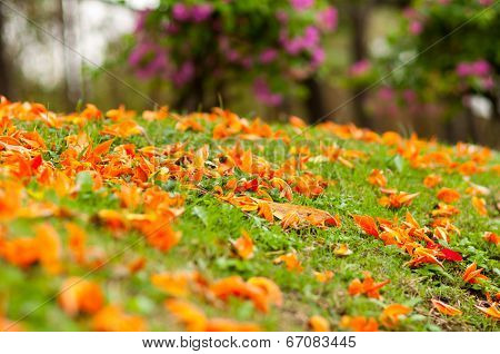 Orange Flowers Fell On The Ground