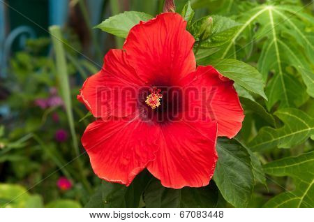 Red Hibiscus Flower In The Garden